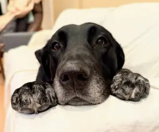 Huckleberry