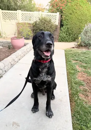 Huckleberry