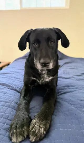 Huckleberry