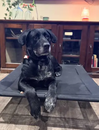 Huckleberry