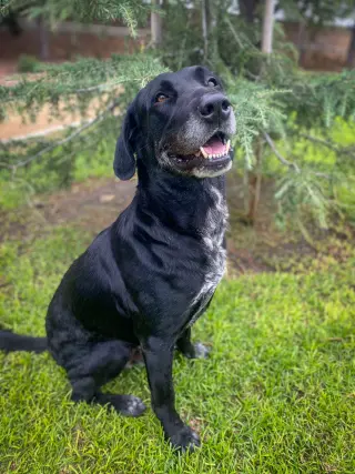 Huckleberry