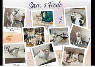 Sam & Frodo