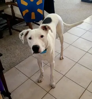 Goose
