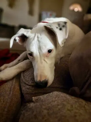 Goose