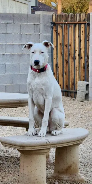 Goose