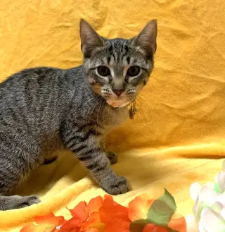 Pawdrey Hepburn #spunky-n-sweet