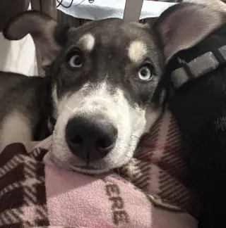 Niles
