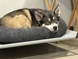 Niles