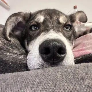 Niles