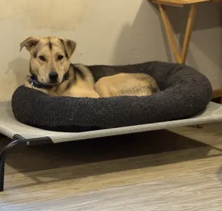 Nikolai