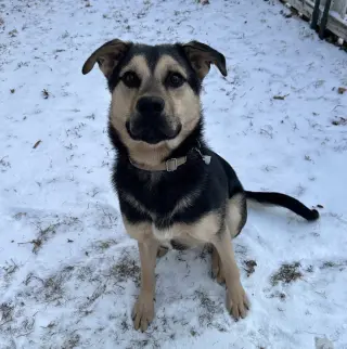 Norbert