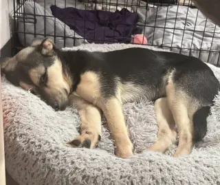 Norbert