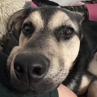Norbert