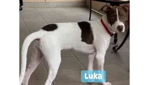 Luka (TX)