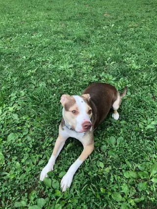 Yogi