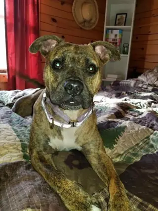 Nala