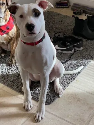 Leila