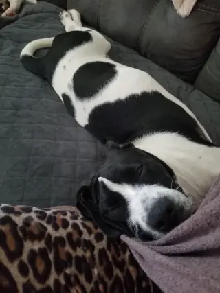 Panda (AL)