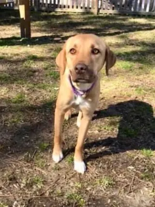 Lila (GA)