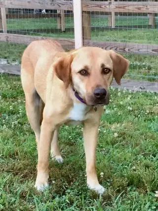 Missy (GA)