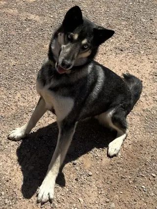 Shadow
