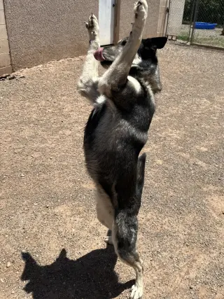 Shadow