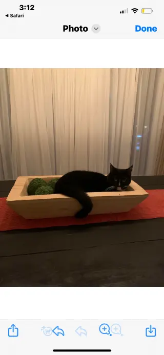 MS. BELLA (COURTESY POST)