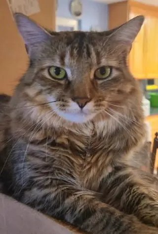 Ellie 07-4320