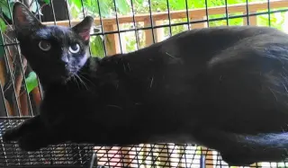 A-Mitzy Barn Cat