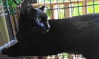 A-Mitzy Barn Cat