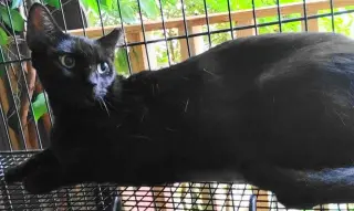 A-Mitzy Barn Cat
