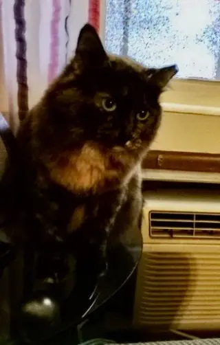 Daisy