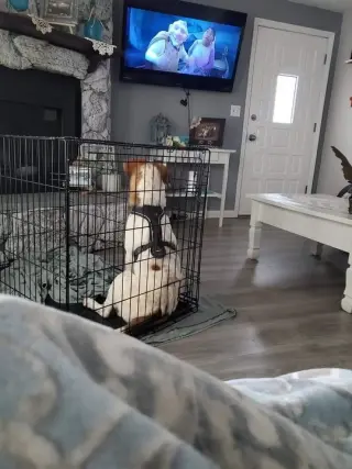 Goofy