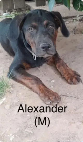 Alexander
