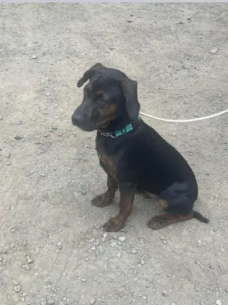 Alexander