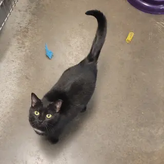 Santa Maria AKA Sammy