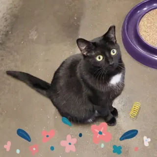 Santa Maria AKA Sammy