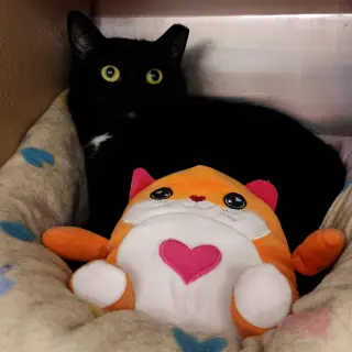 Santa Maria AKA Sammy