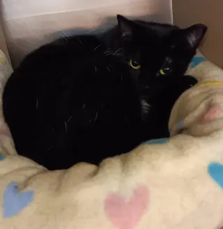 Santa Maria AKA Sammy