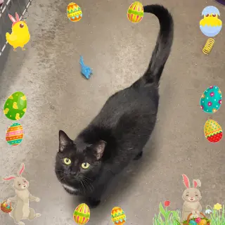 Santa Maria AKA Sammy