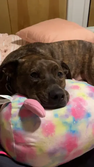 MOZZIE (COURTESY POST)