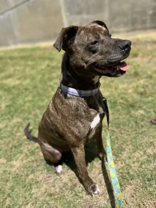 MOZZIE (COURTESY POST)
