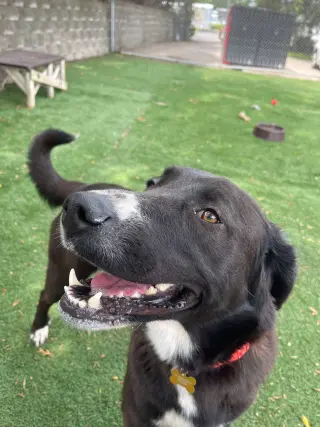 Greta
