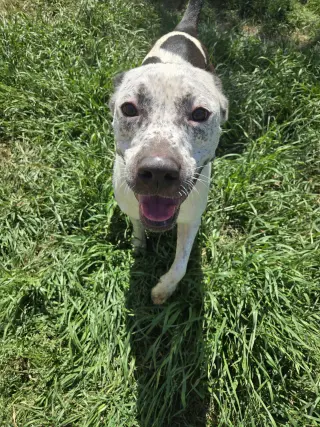 Ripley
