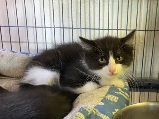 Gizmo