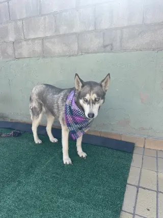 Dixie