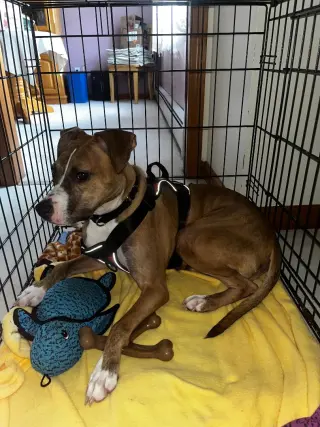 Clyde, an easy-going pup