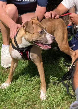 Clyde, an easy-going pup