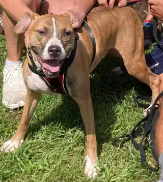 Clyde, an easy-going pup