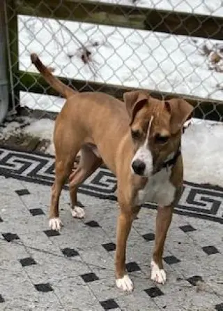 Clyde, an easy-going pup